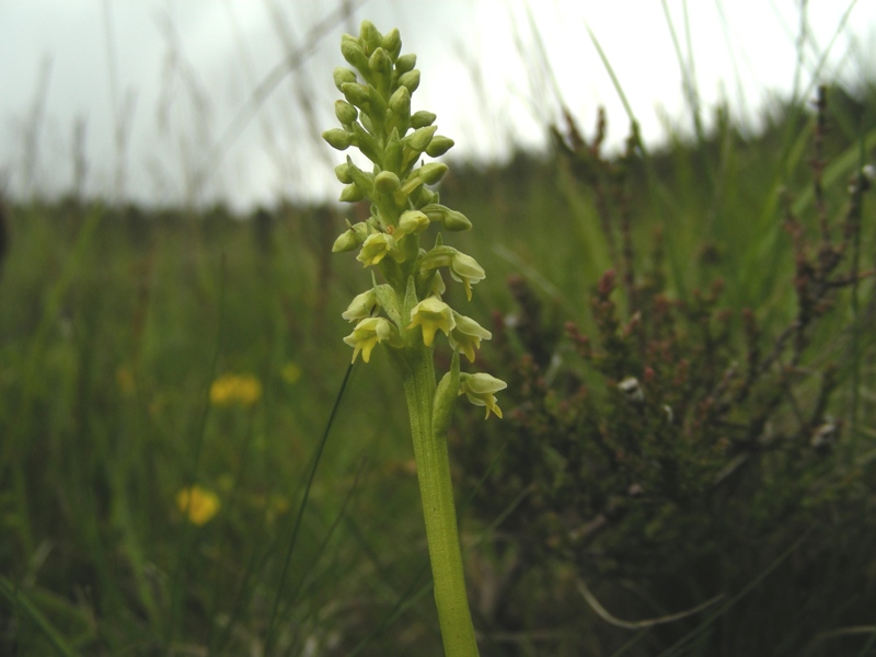 Pseudorchis albida